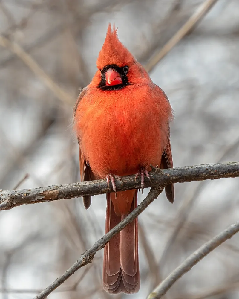 What birds visit window feeders?