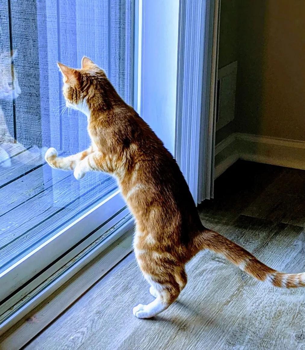 Ginger cat standing at a glass door, watching birds outside