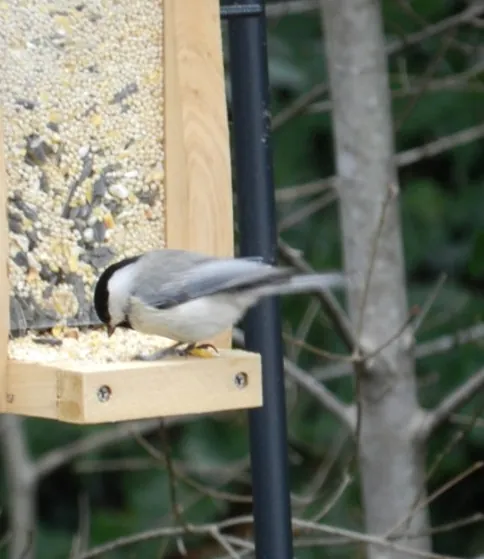 Feeder birds of the US