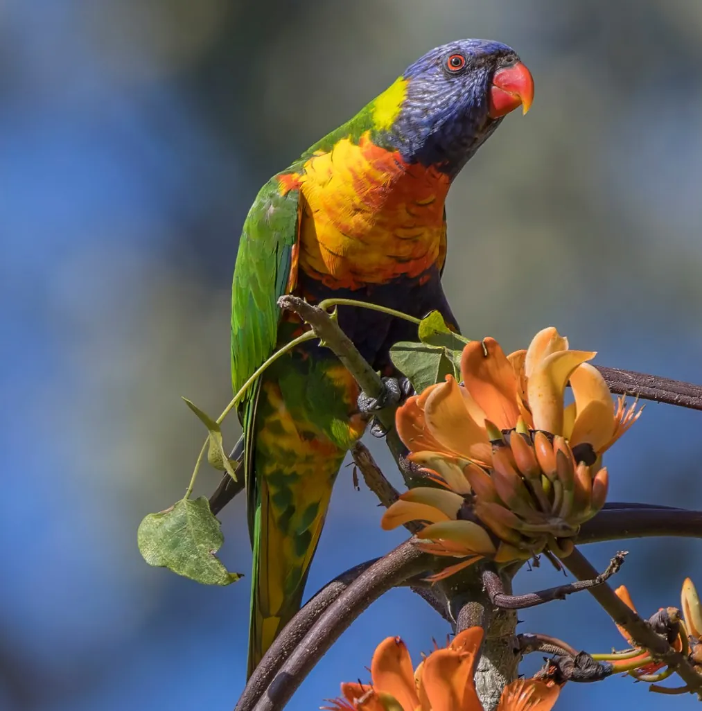 Rainbow lorikeet perched among orange coral tree flowers