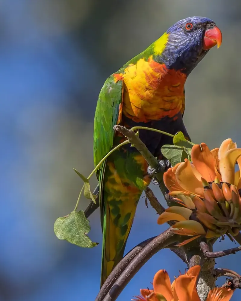 Rainbow lorikeet among coral tree flowers