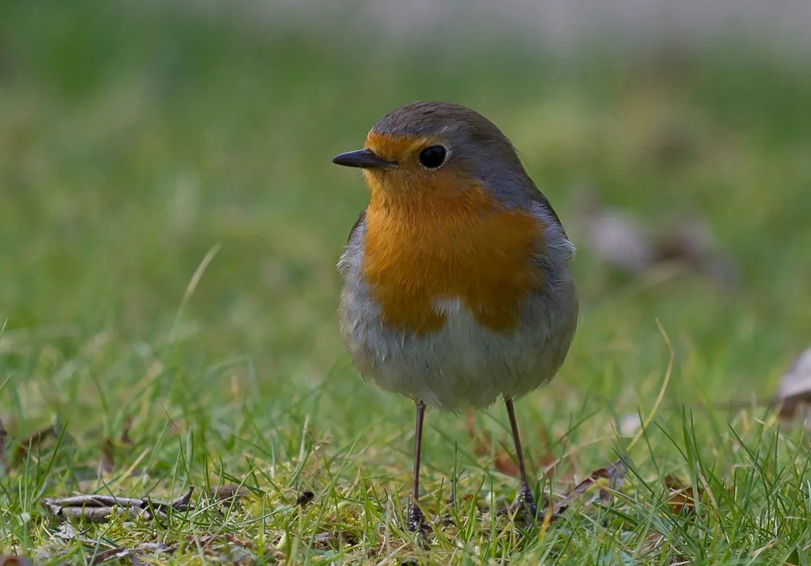Garden birds of the UK