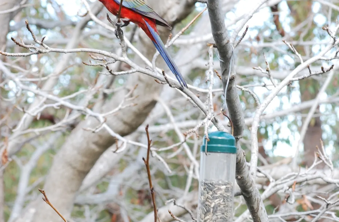 Backyard birds of Australia
