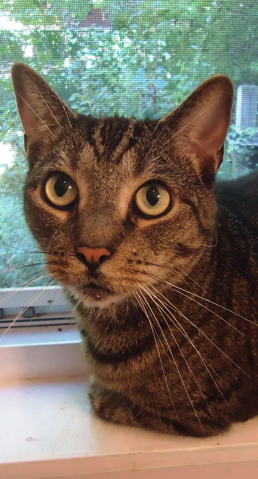 Tabby cat sitting on a window sill looking at the camera